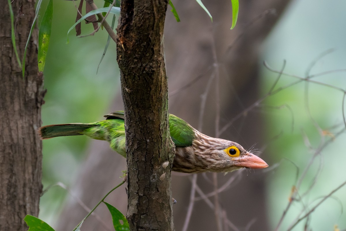 Lineated Barbet - ML633836218