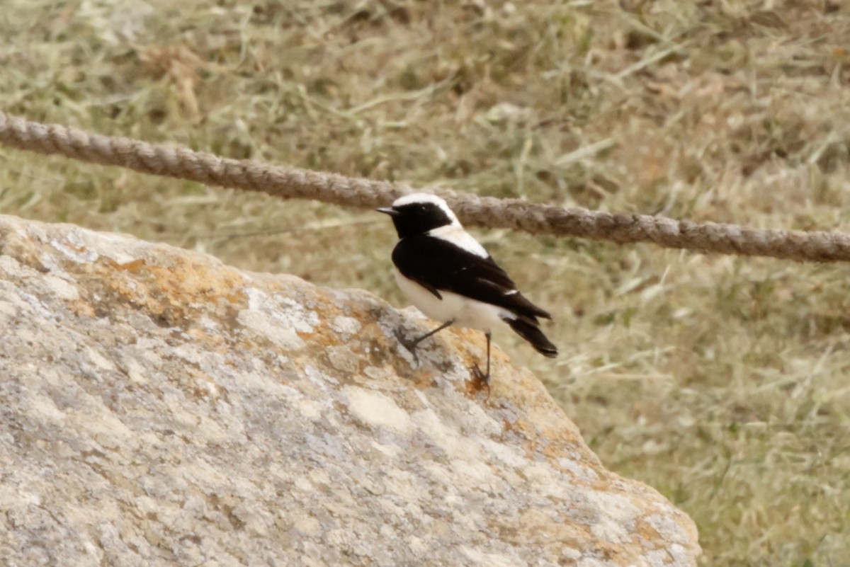 Finsch's Wheatear - ML633836259