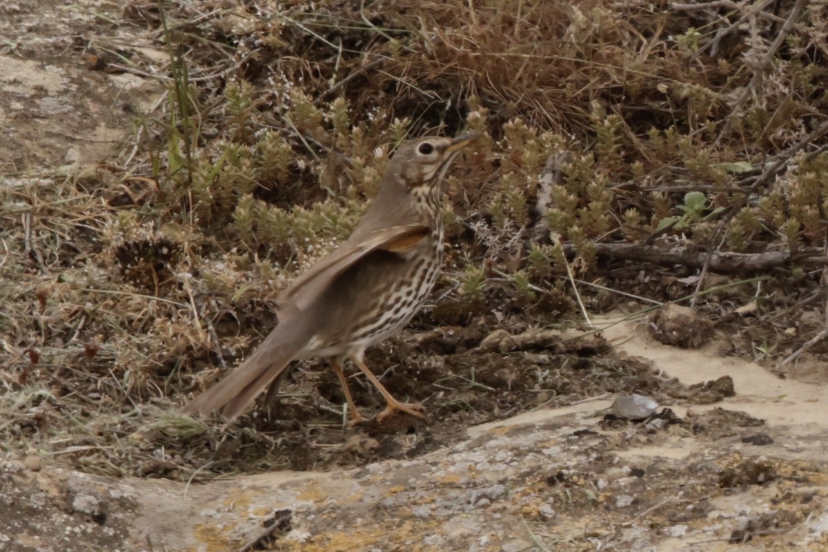Song Thrush - ML633836470