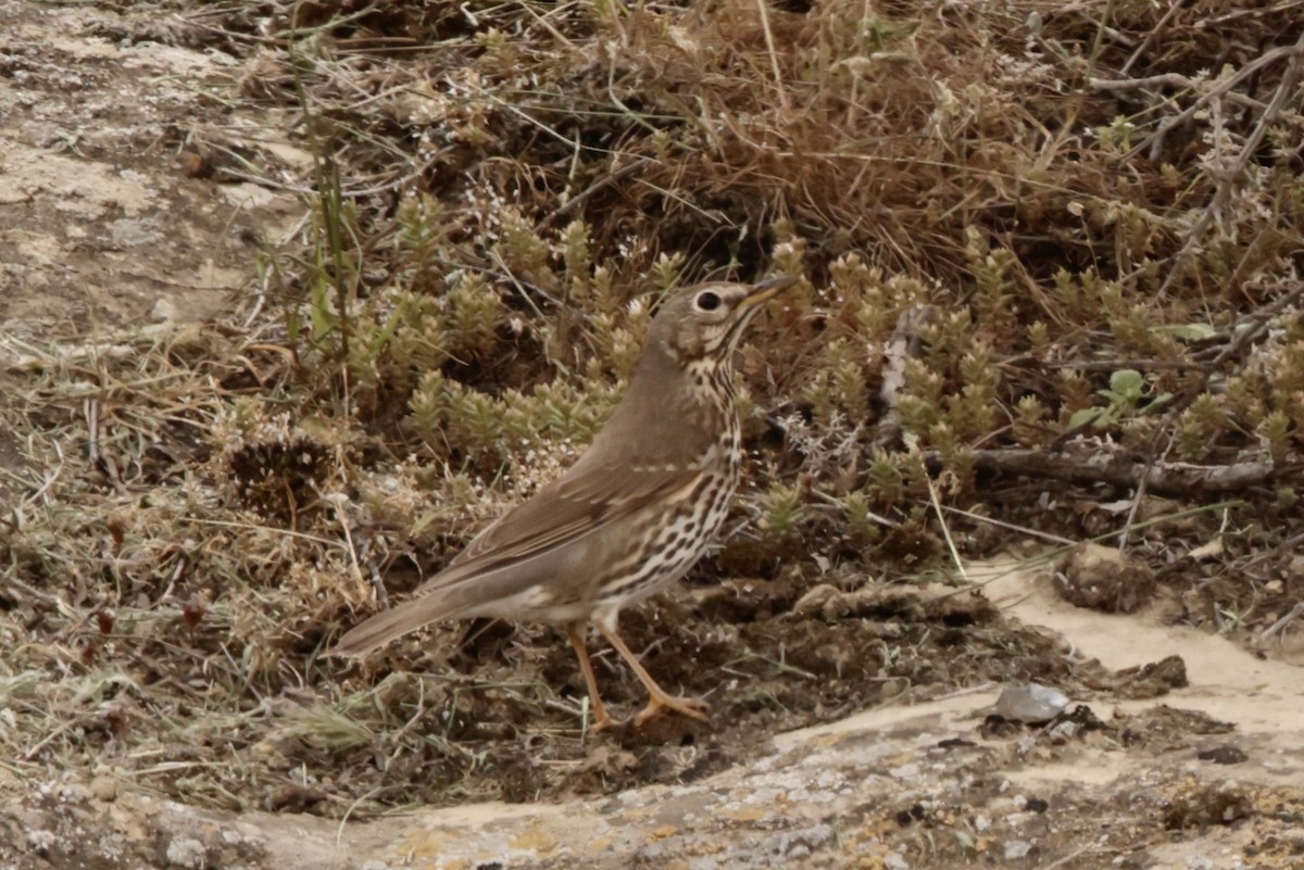 Song Thrush - ML633836471