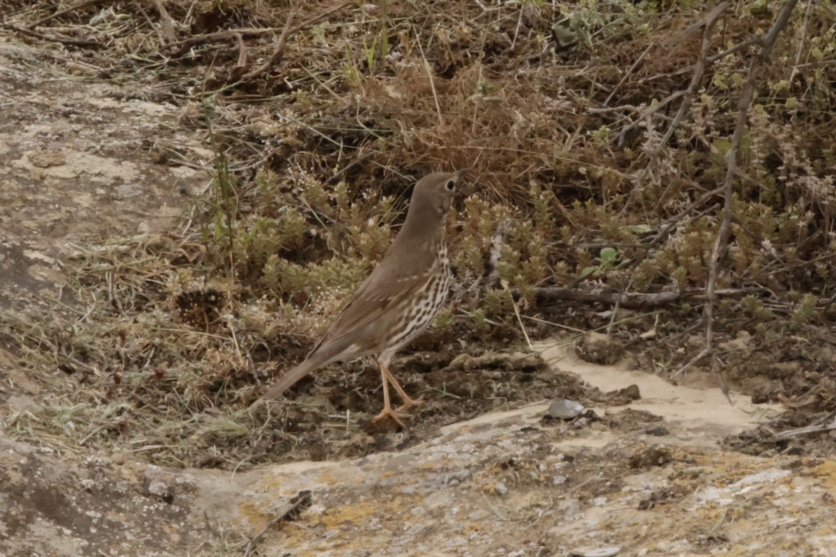 Song Thrush - ML633836472