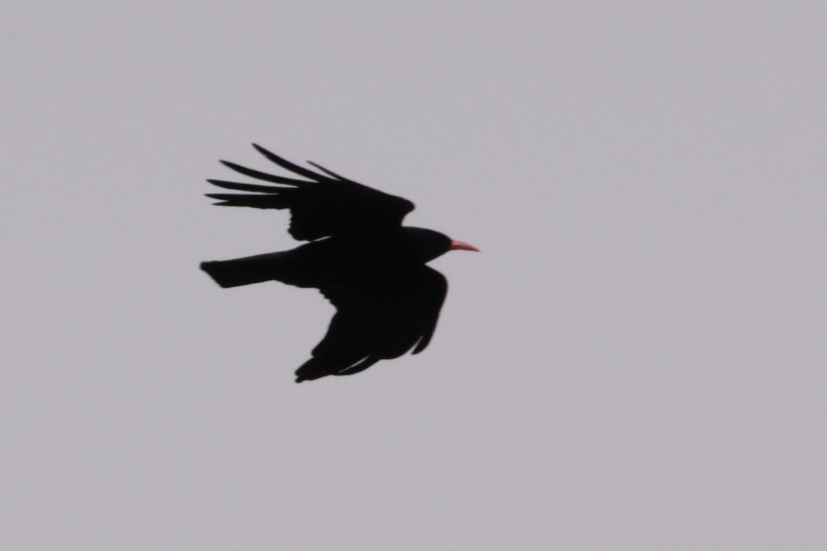 Red-billed Chough - ML633836510