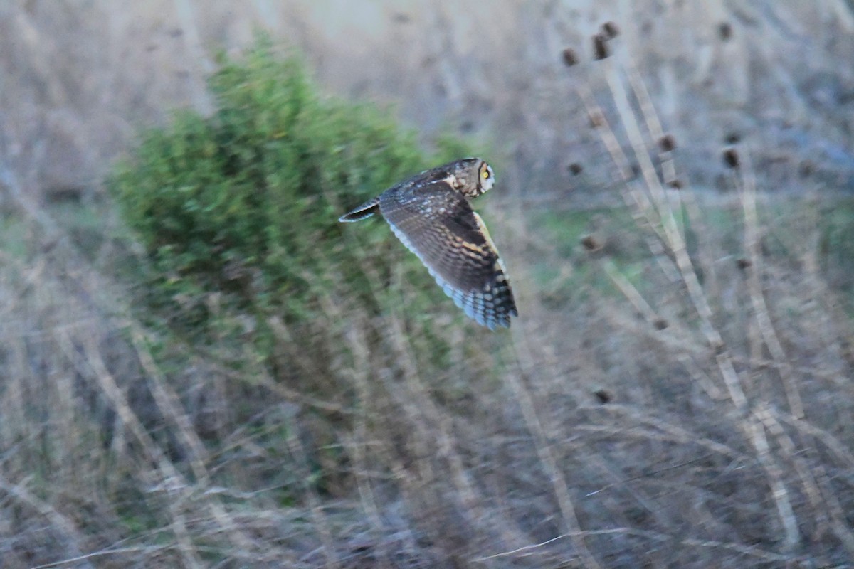 Long-eared Owl (American) - ML633836698
