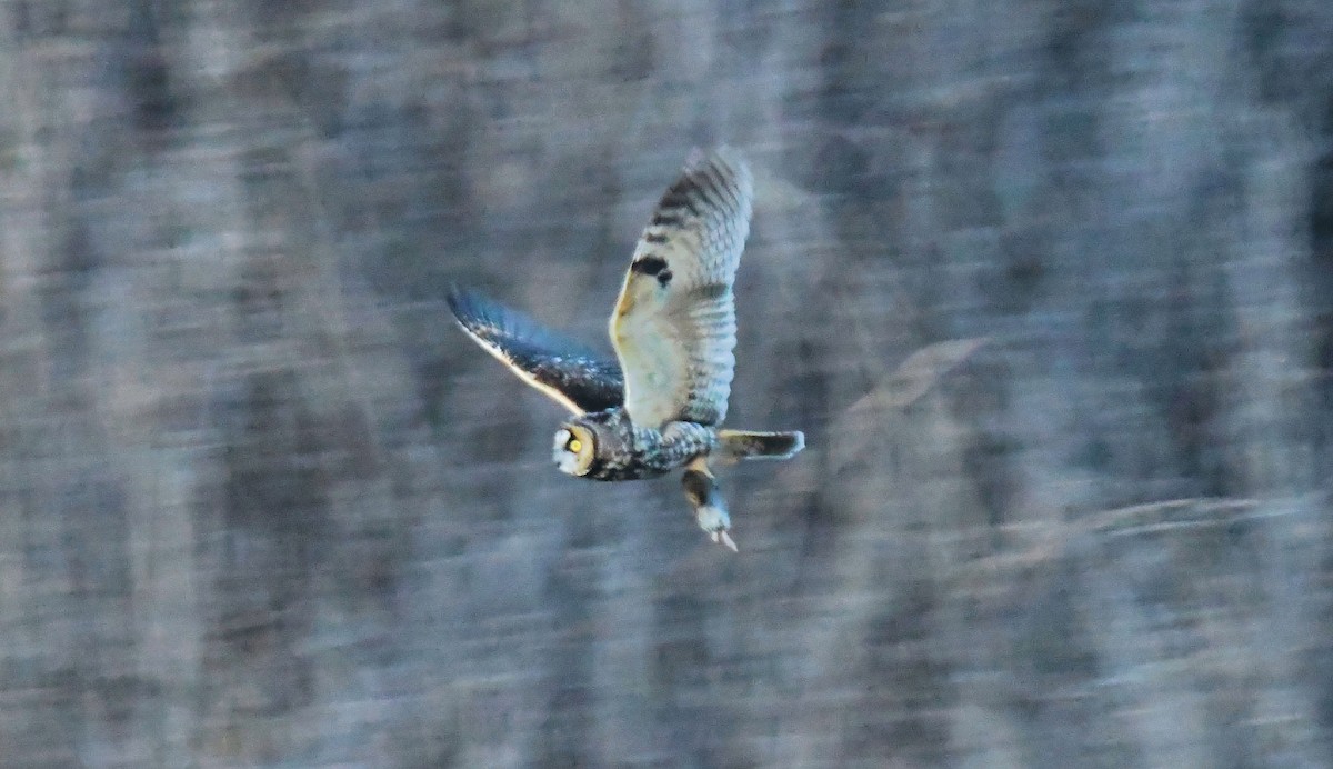 Long-eared Owl (American) - ML633836726