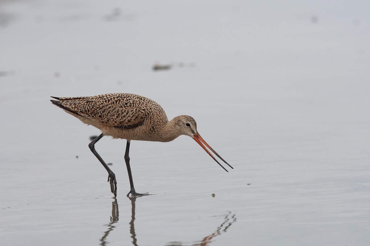 Marbled Godwit - ML633836793