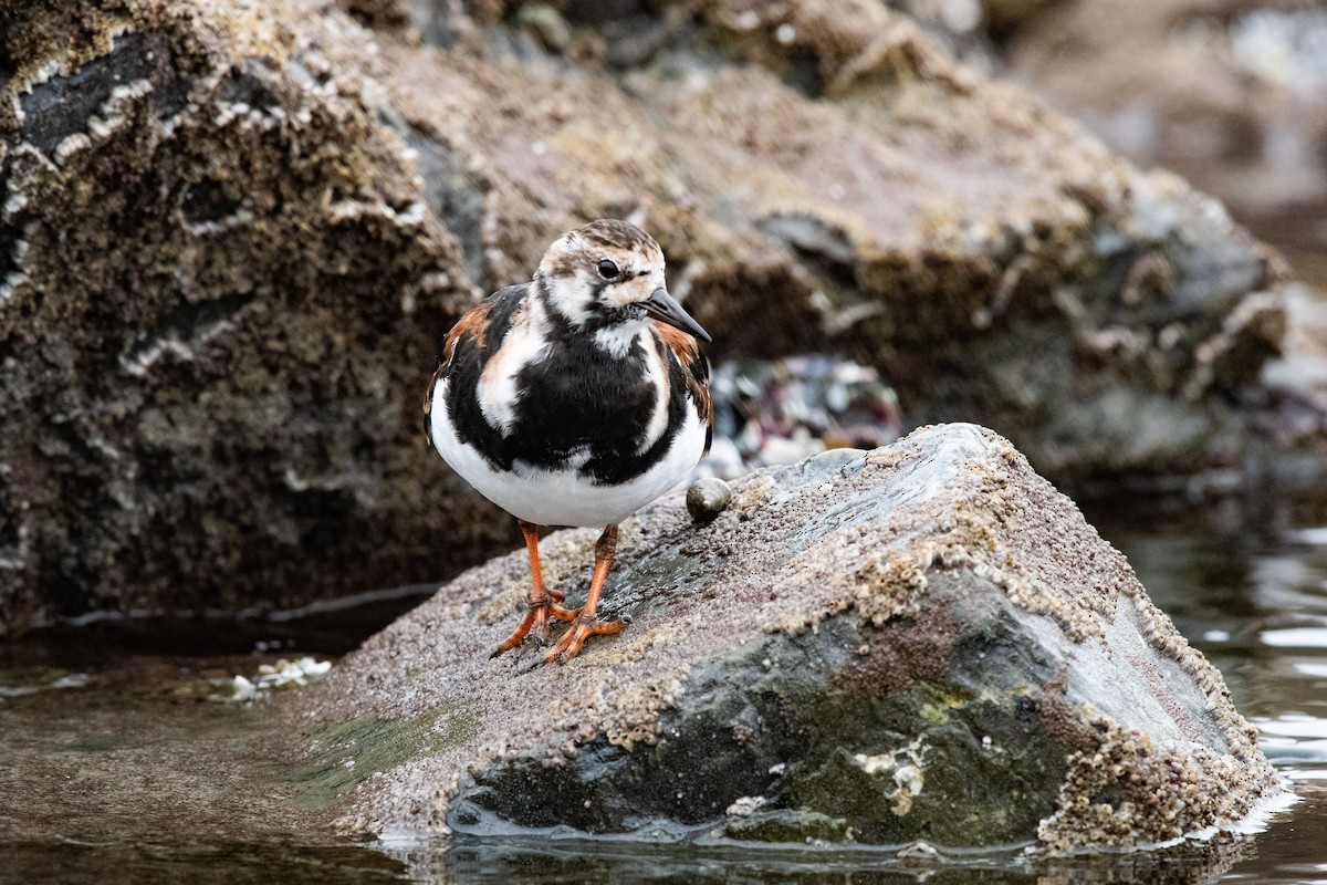 Ruddy Turnstone - ML633836797