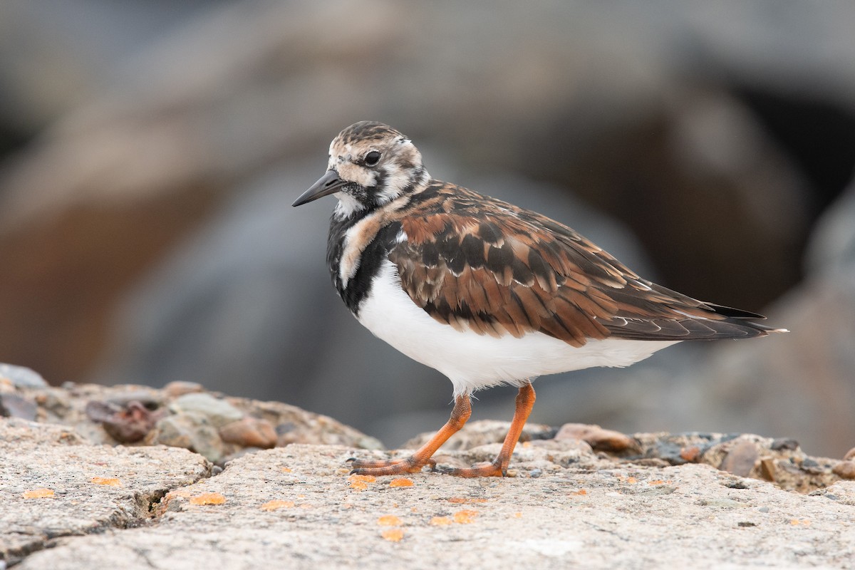Ruddy Turnstone - ML633836804