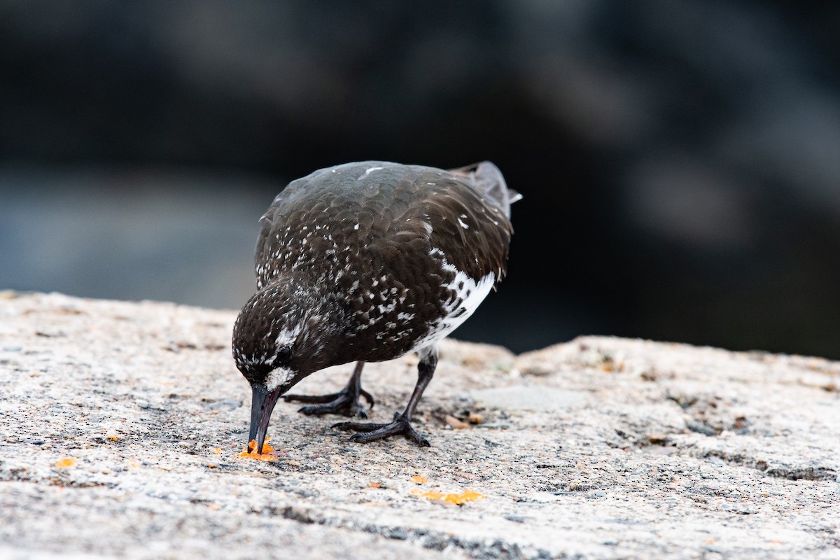 Black Turnstone - ML633836817
