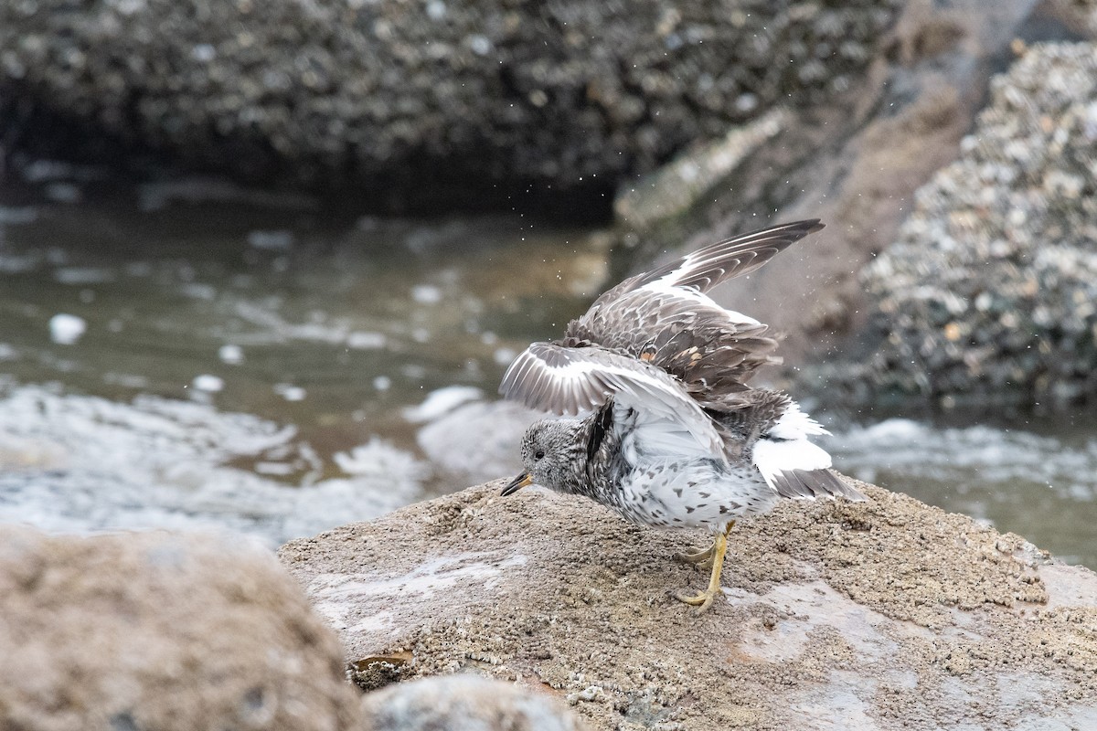 Surfbird - ML633836824