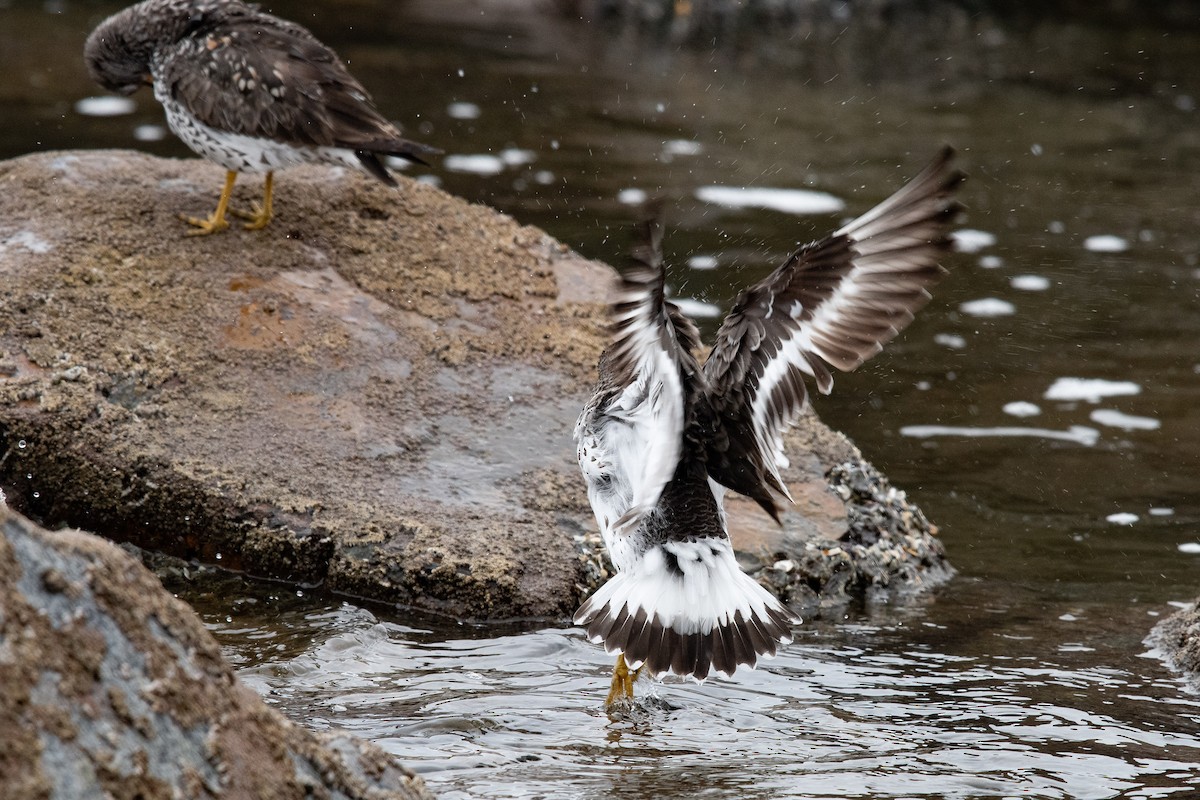 Surfbird - ML633836835