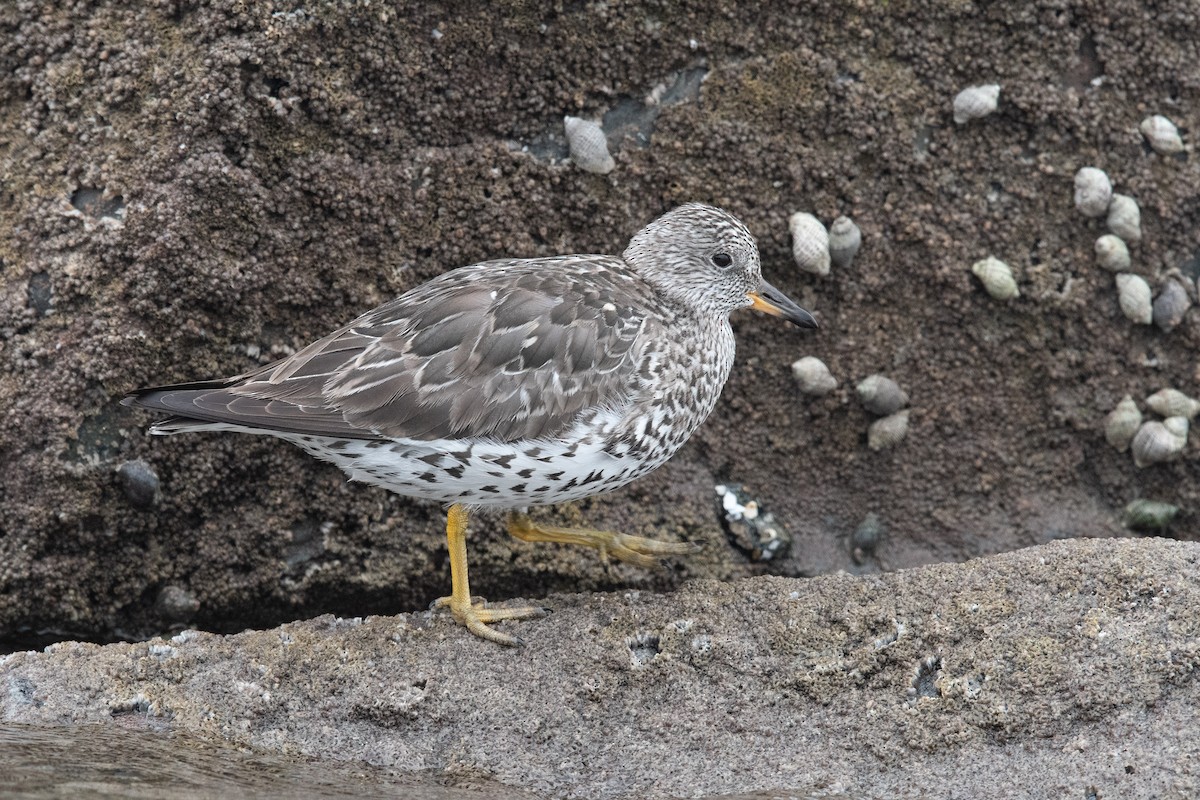 Surfbird - ML633836836