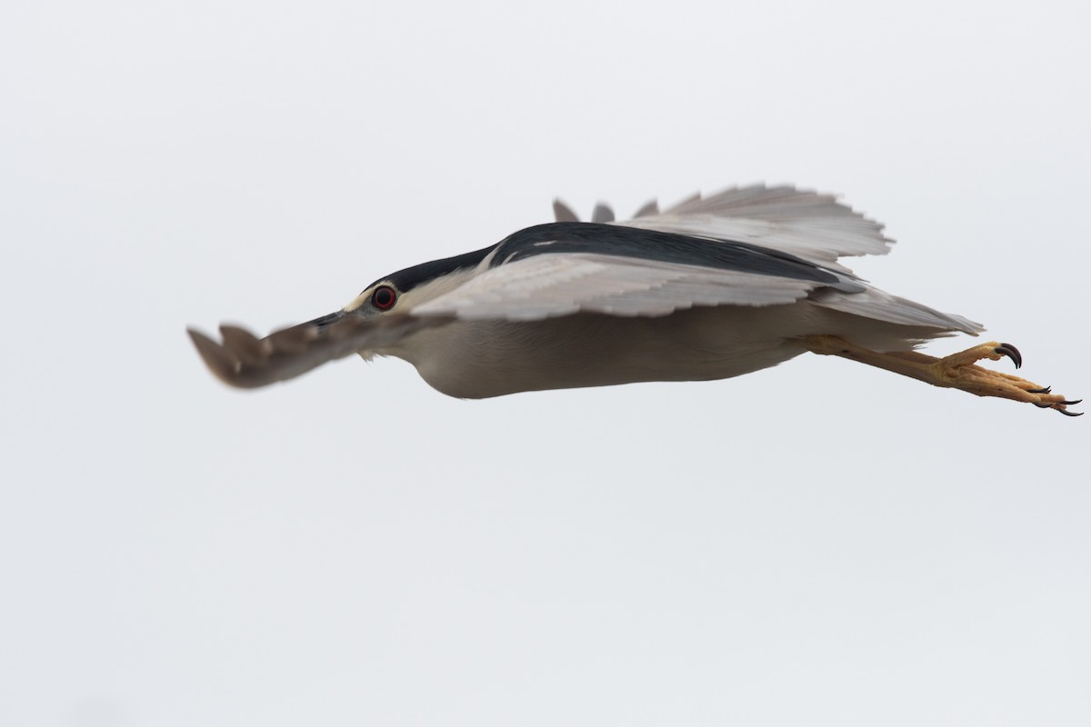 Black-crowned Night Heron - ML633836841