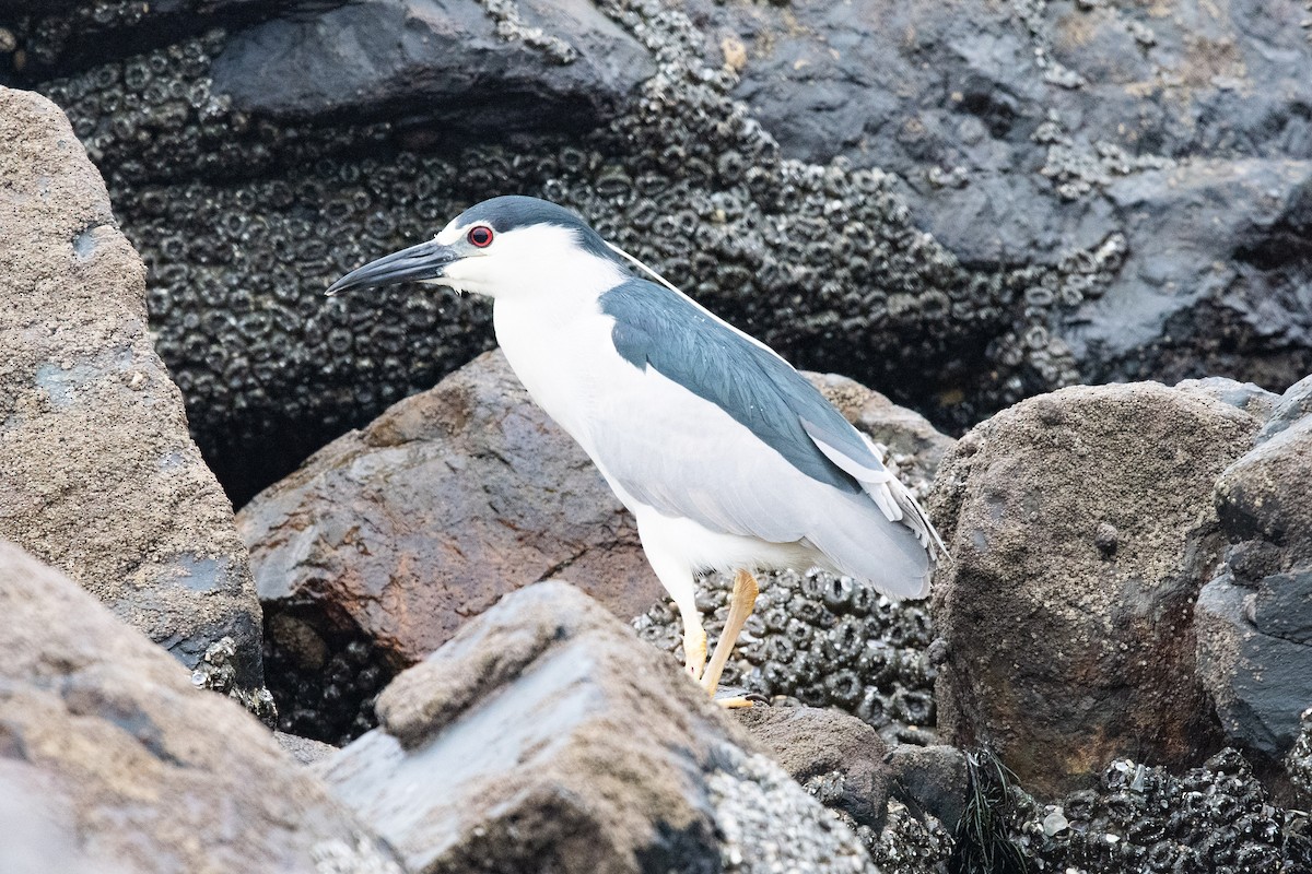 Black-crowned Night Heron - ML633836850