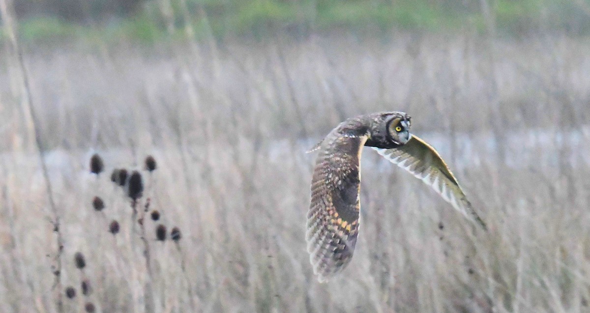 Long-eared Owl (American) - ML633836897