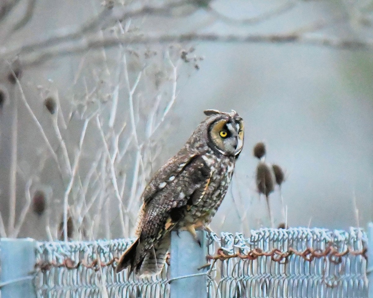 Long-eared Owl (American) - ML633836920