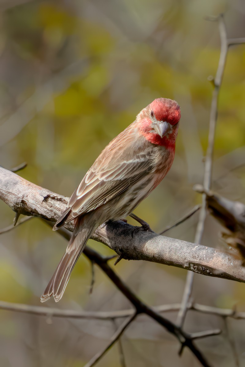 House Finch - ML633836936