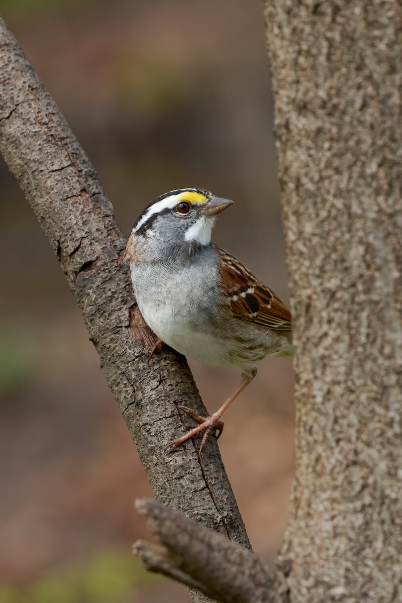White-throated Sparrow - ML633836944