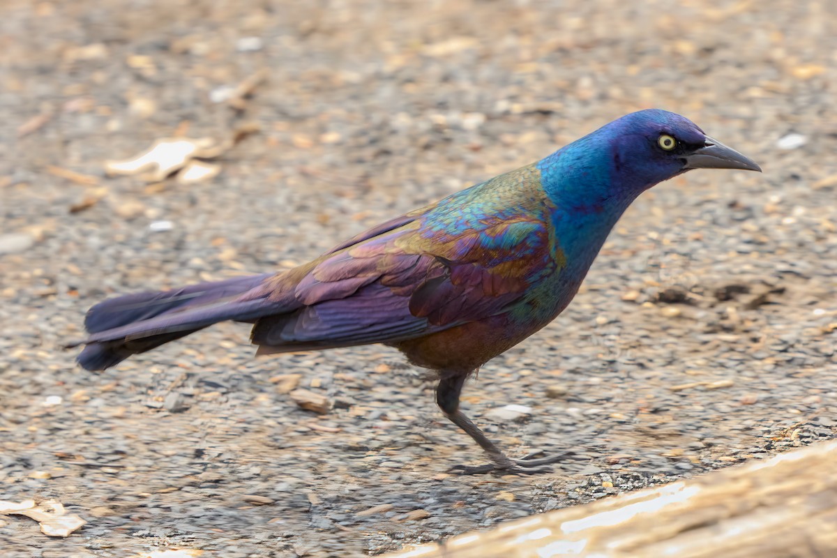 grackle sp. - ML633836946