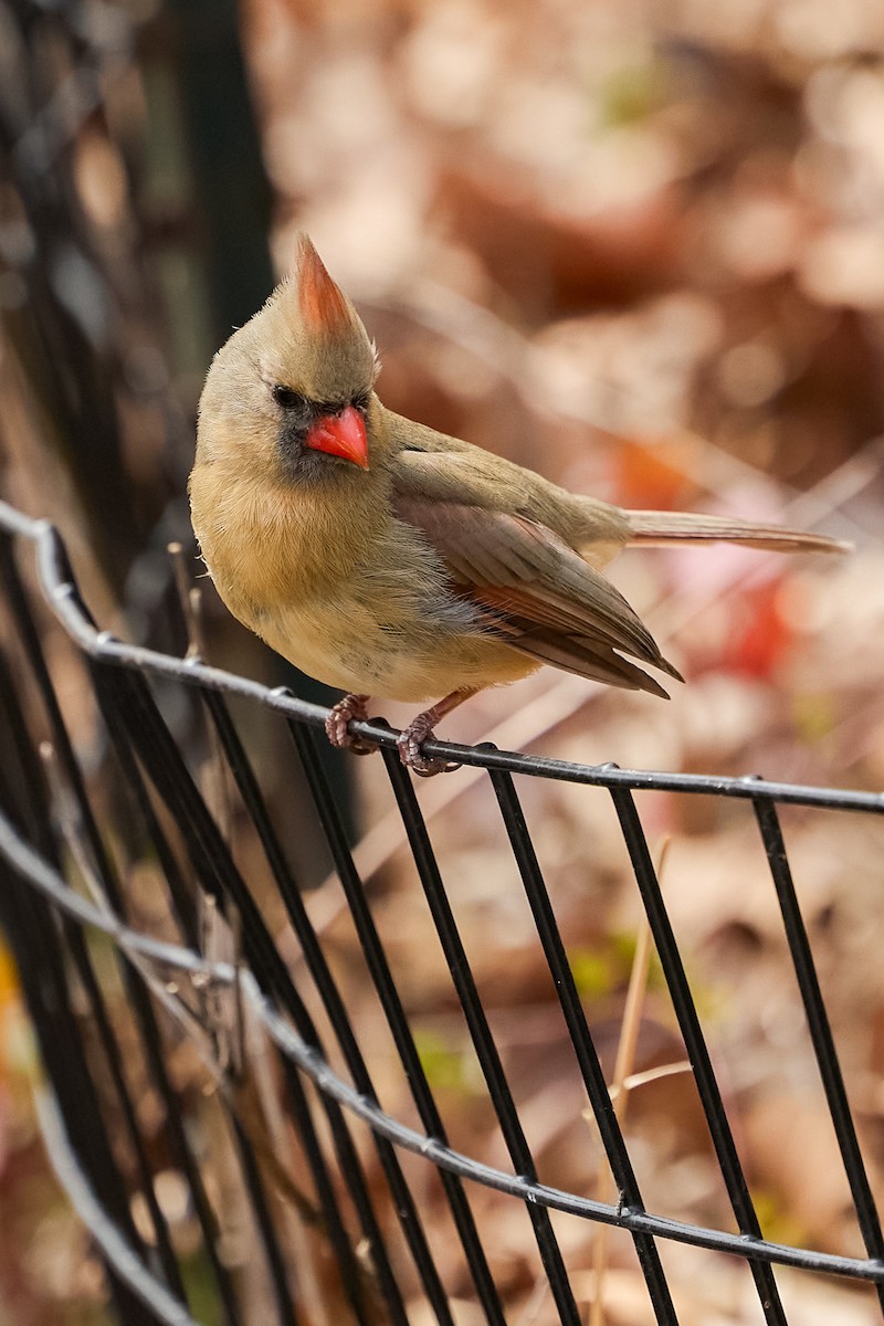Northern Cardinal - ML633836953