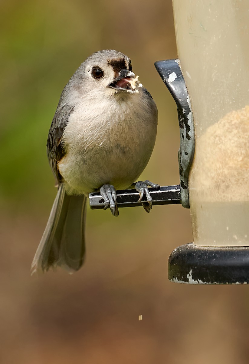 Tufted Titmouse - ML633836971