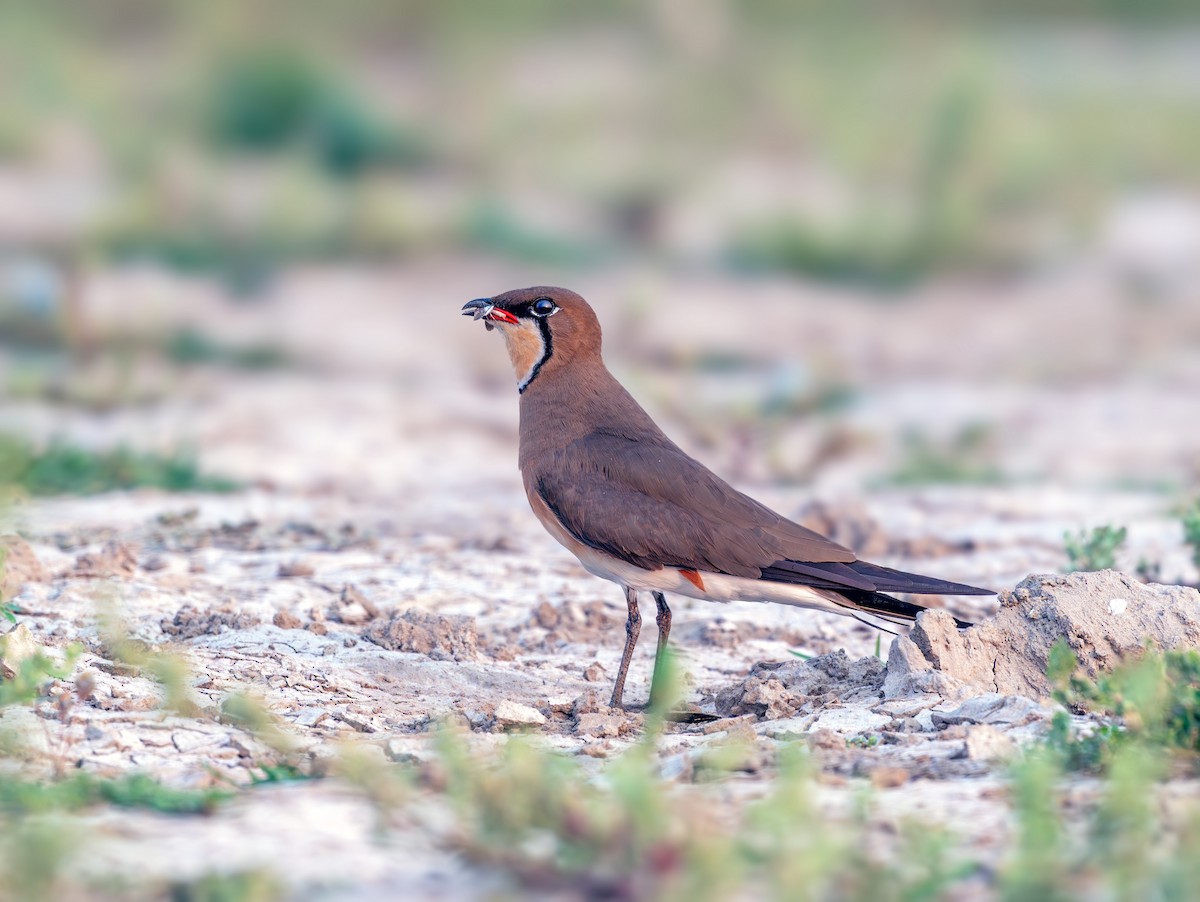 Ухаа хөгт - ML633836982