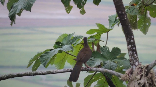 Speckled Chachalaca - ML633836984