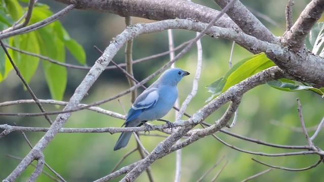 Blue-gray Tanager - ML633837203