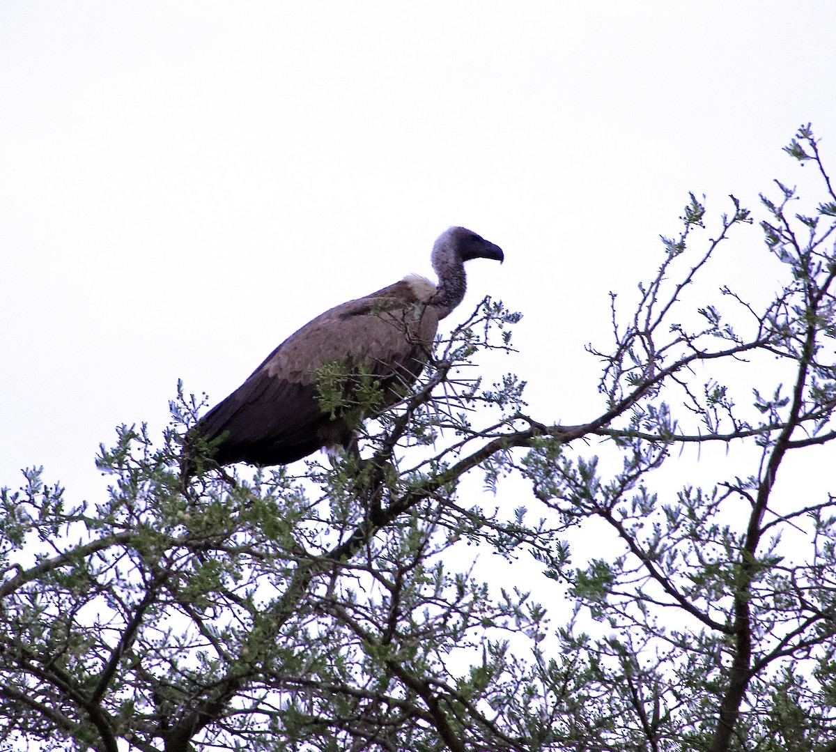 White-backed Vulture - ML633837364