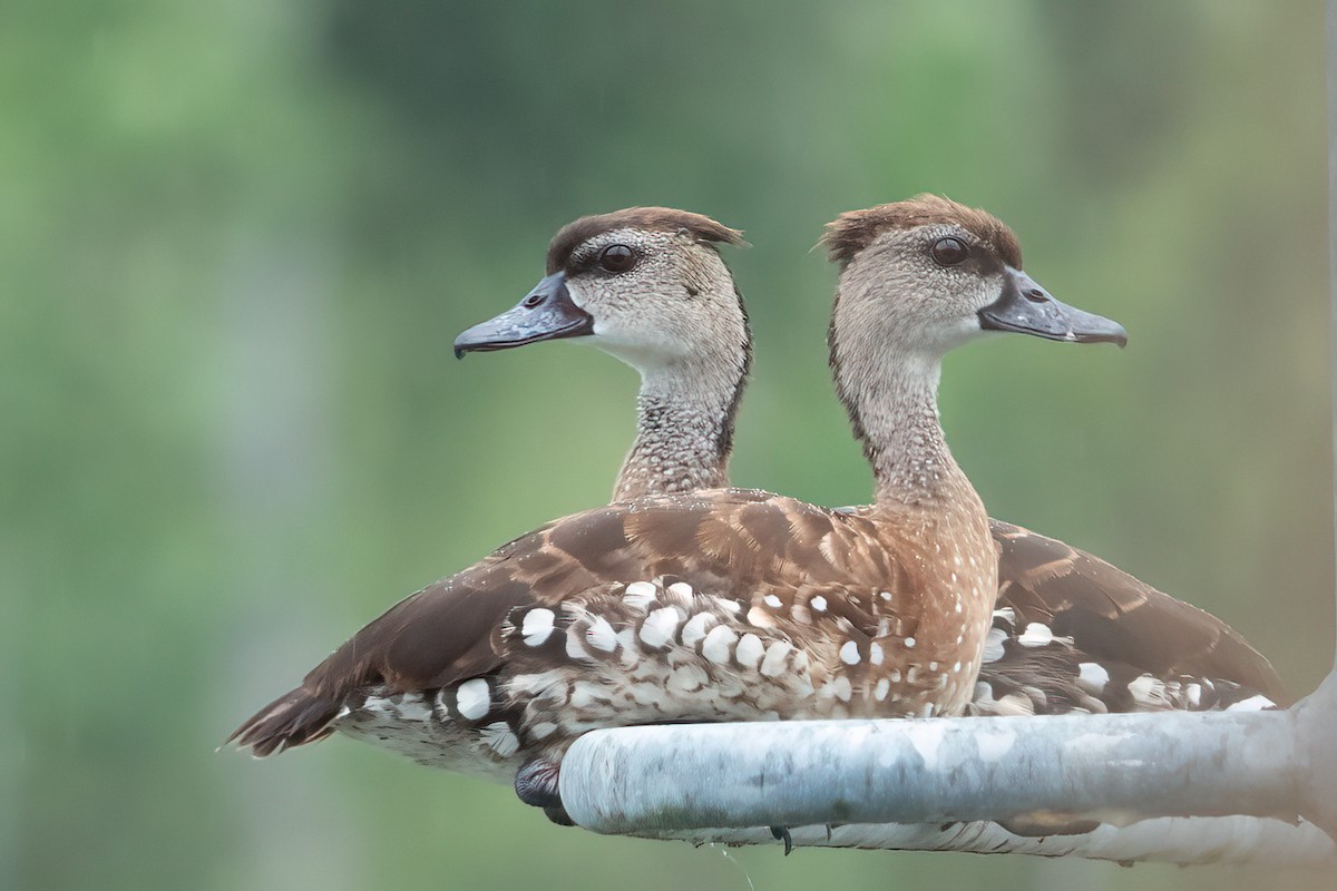 Spotted Whistling-Duck - ML633837382