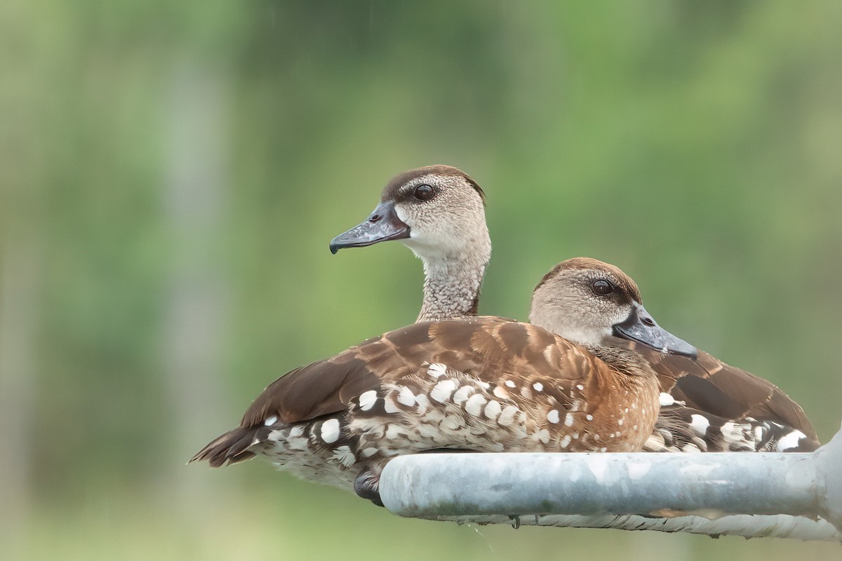 Spotted Whistling-Duck - ML633837383