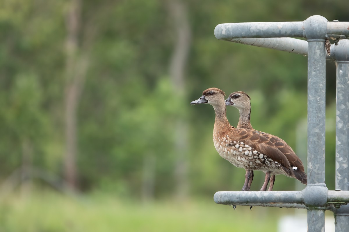 Spotted Whistling-Duck - ML633837385