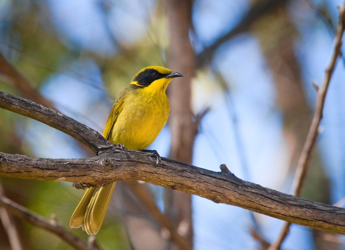 Yellow-tufted Honeyeater - ML633837519