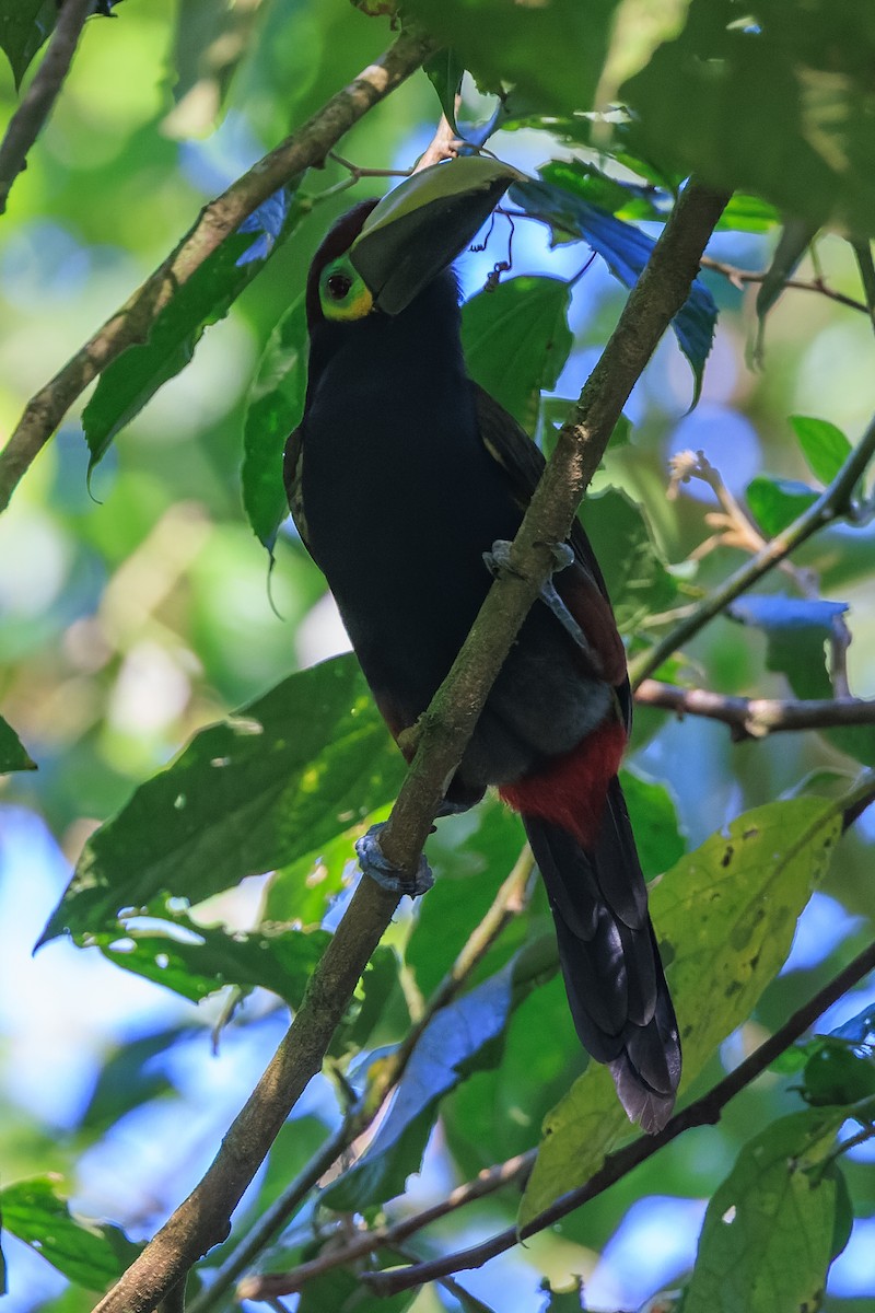 Yellow-eared Toucanet - ML633837677