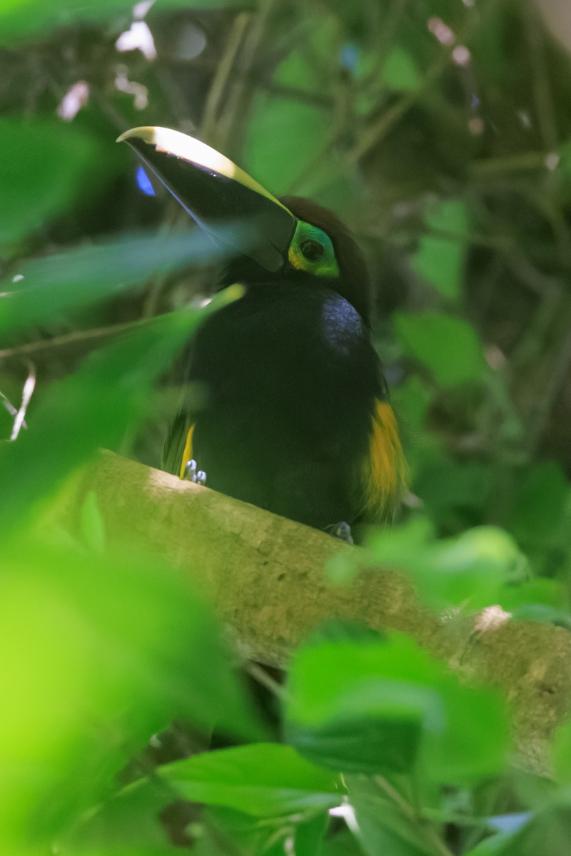 Yellow-eared Toucanet - ML633837678