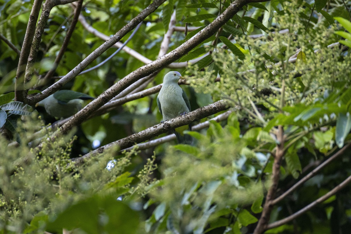 Gray-green Fruit-Dove - ML633837683