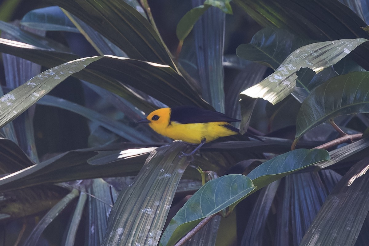 Black-and-yellow Tanager - ML633837690