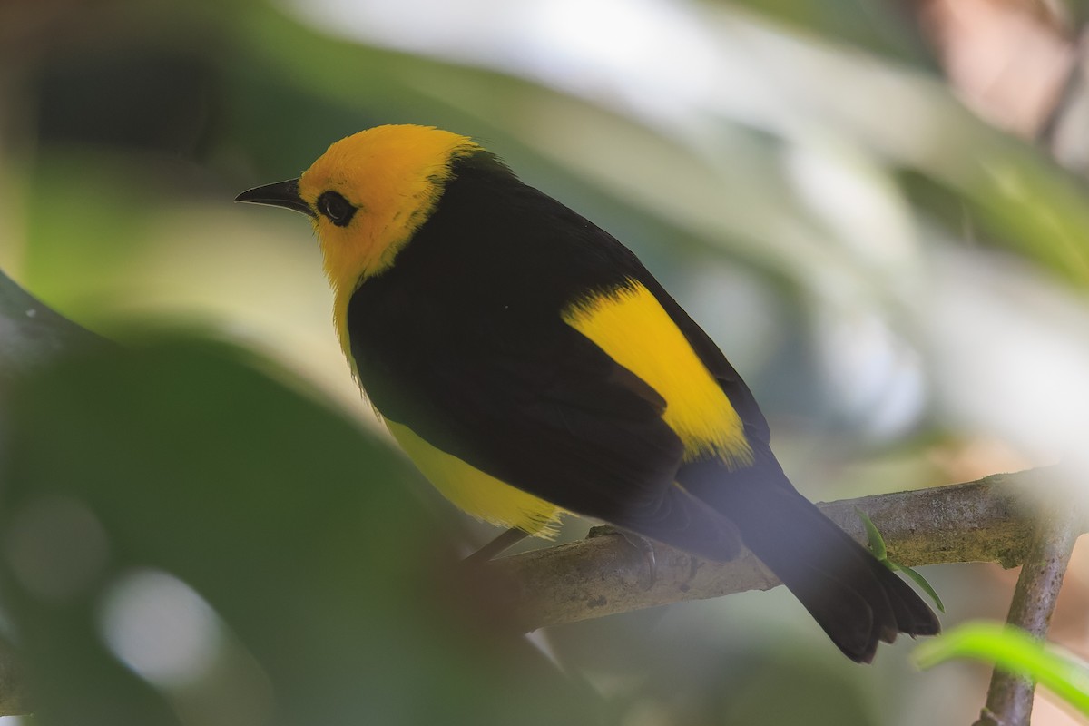 Black-and-yellow Tanager - ML633837691