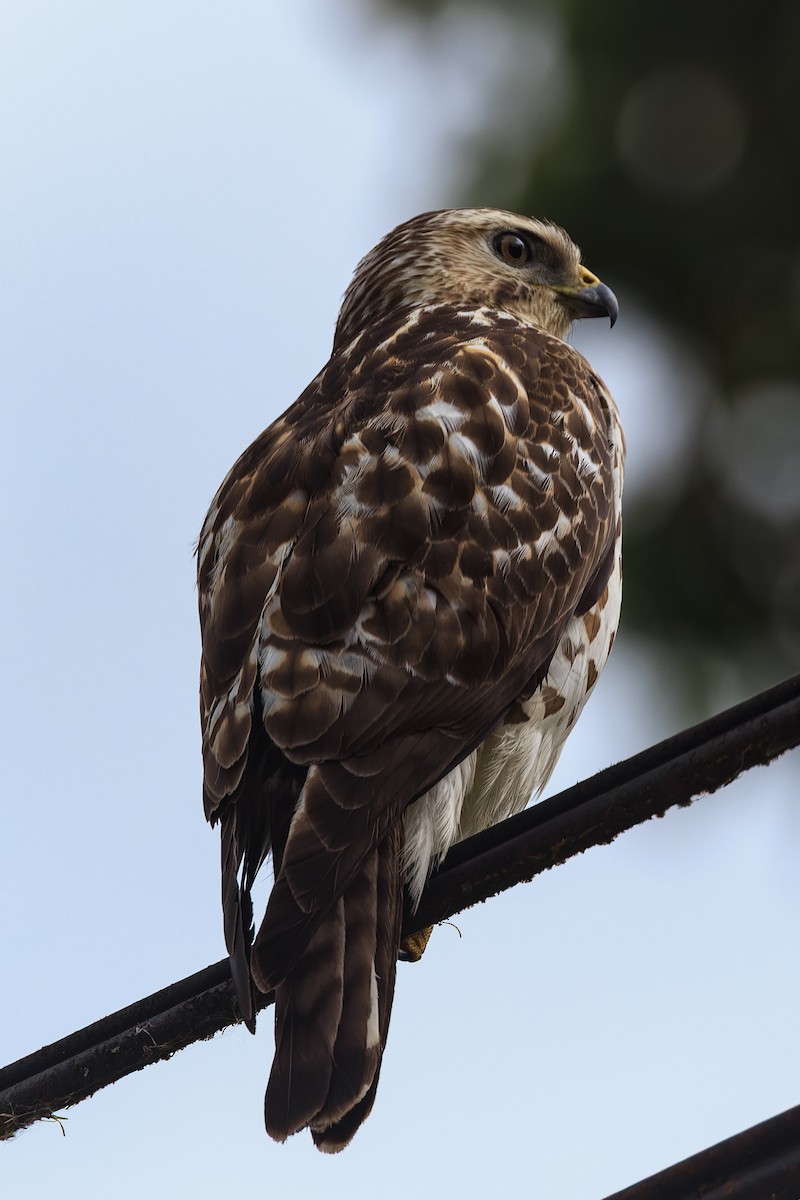 Канюк ширококрилий - ML633837696