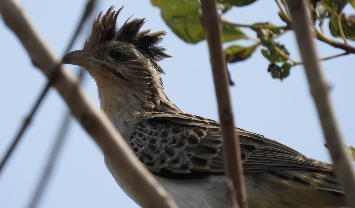 Striped Cuckoo - ML633837741