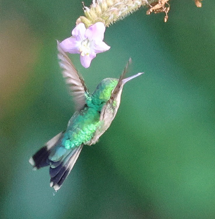 Golden-crowned Emerald - ML633837860