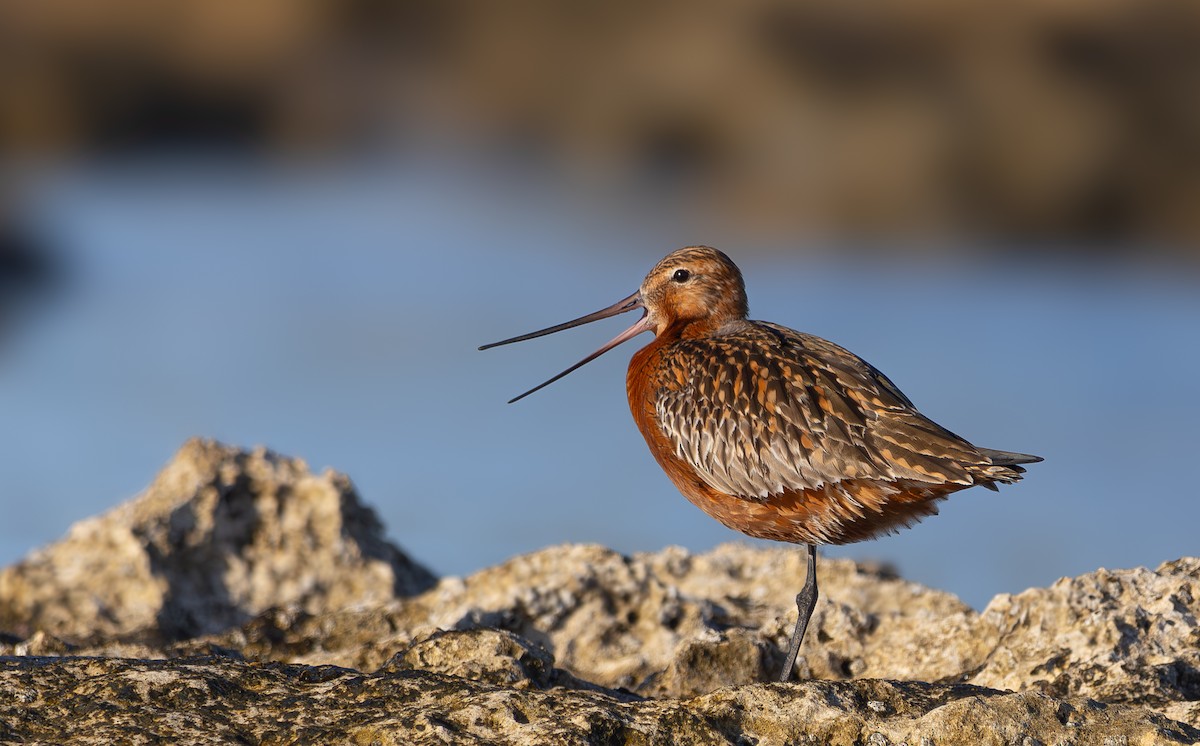 Bar-tailed Godwit - ML633838020