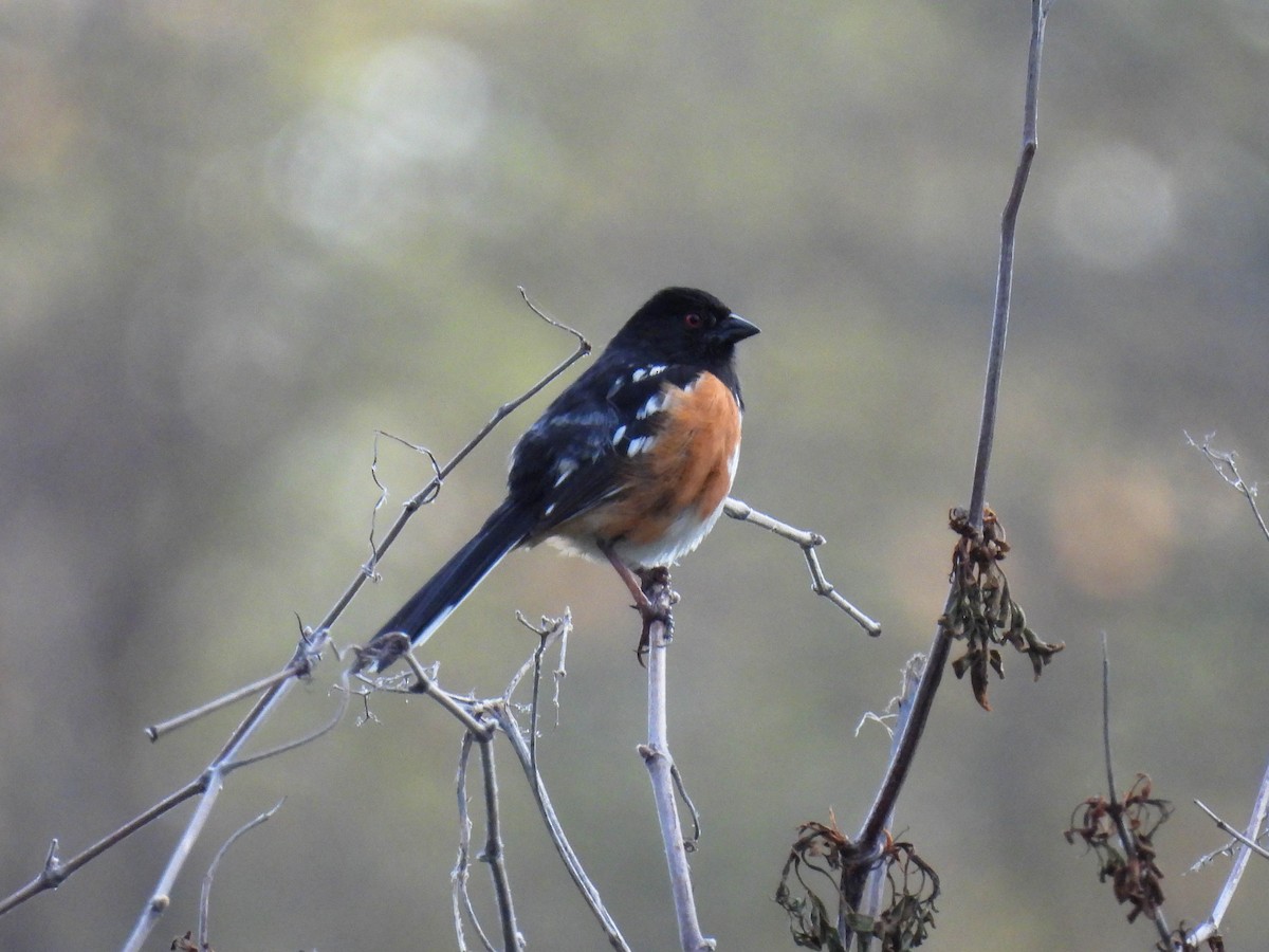 Spotted Towhee - ML633838038