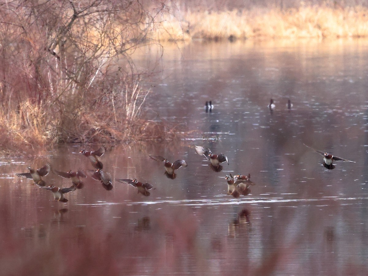 Wood Duck - ML633838041