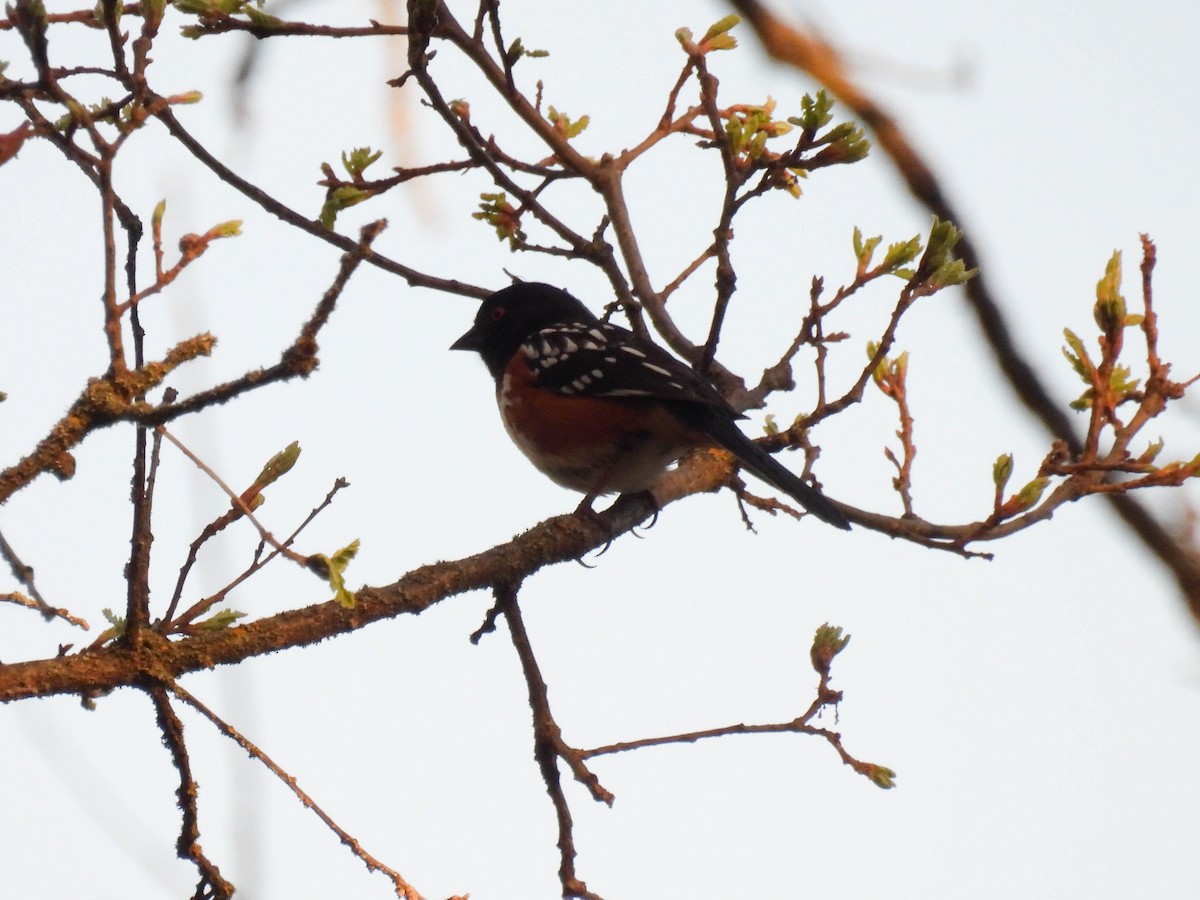 Spotted Towhee - ML633838042