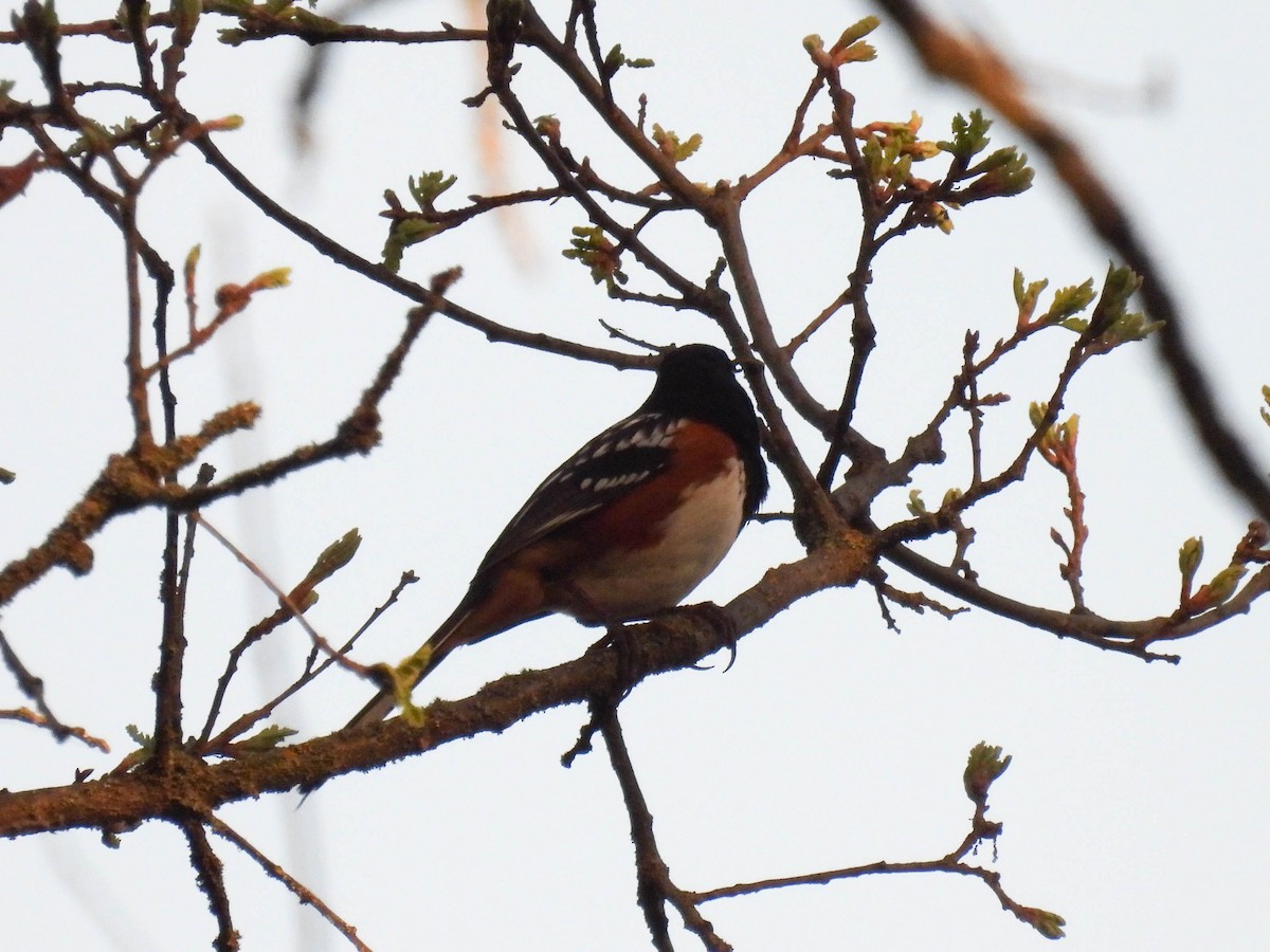 Spotted Towhee - ML633838043