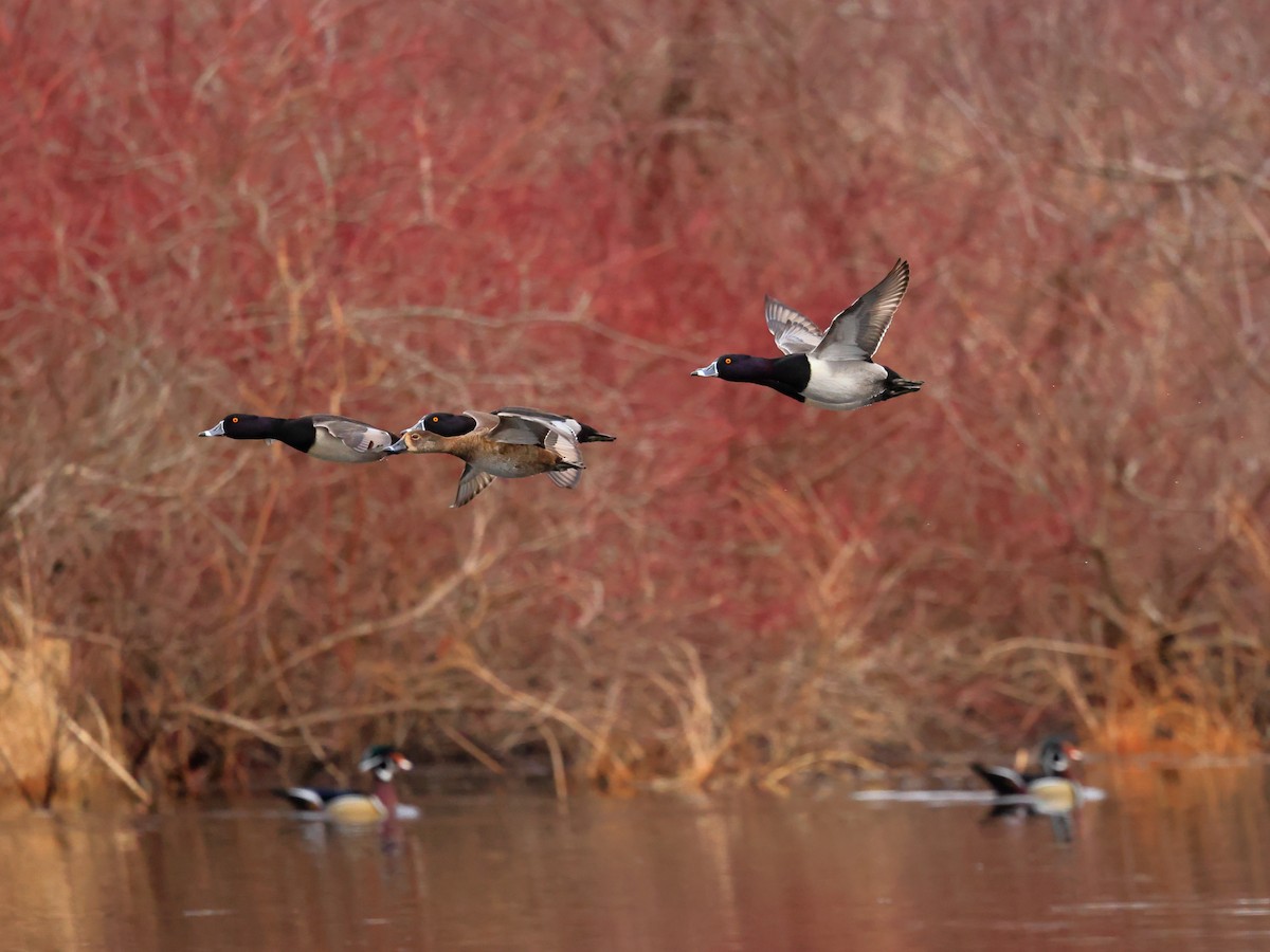 Ring-necked Duck - ML633838044