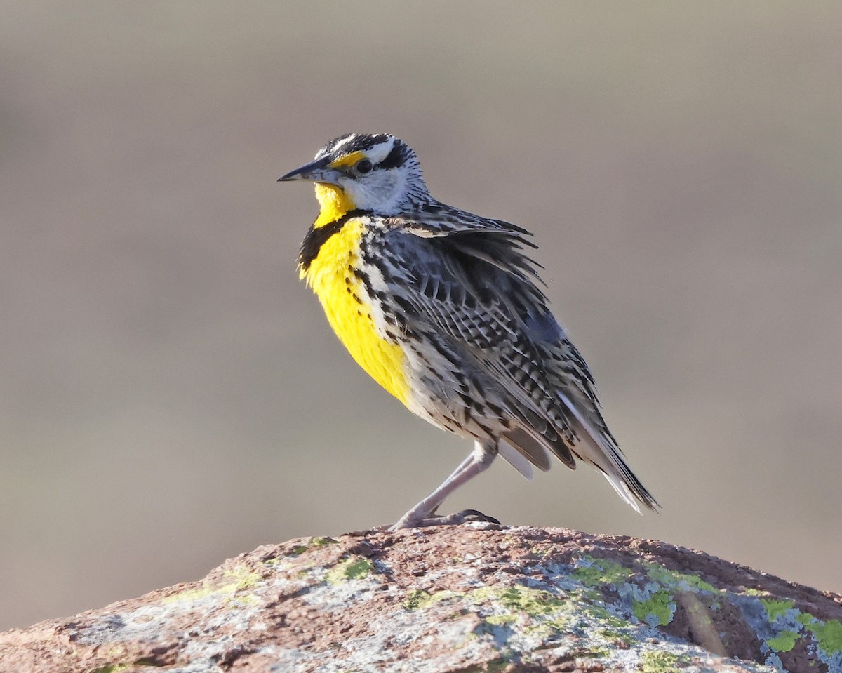 Eastern Meadowlark - ML633838048