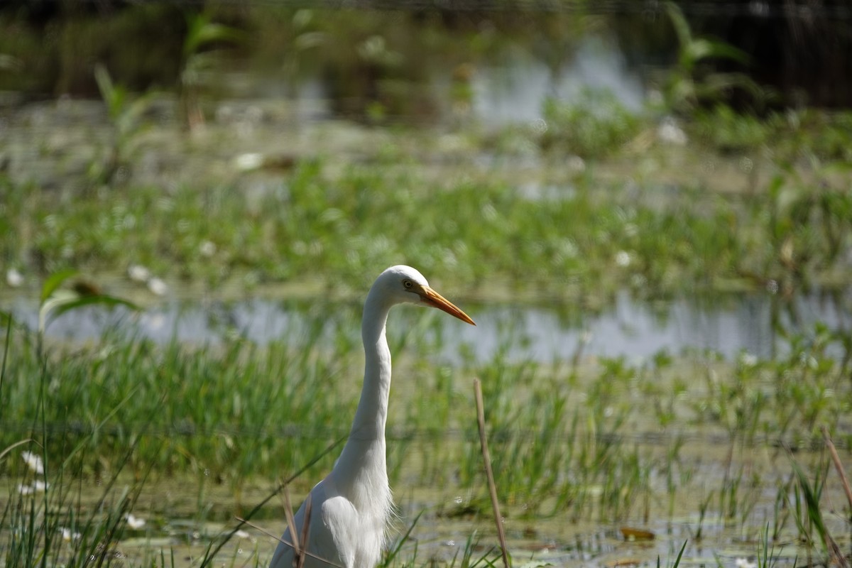 Plumed Egret - ML633838228