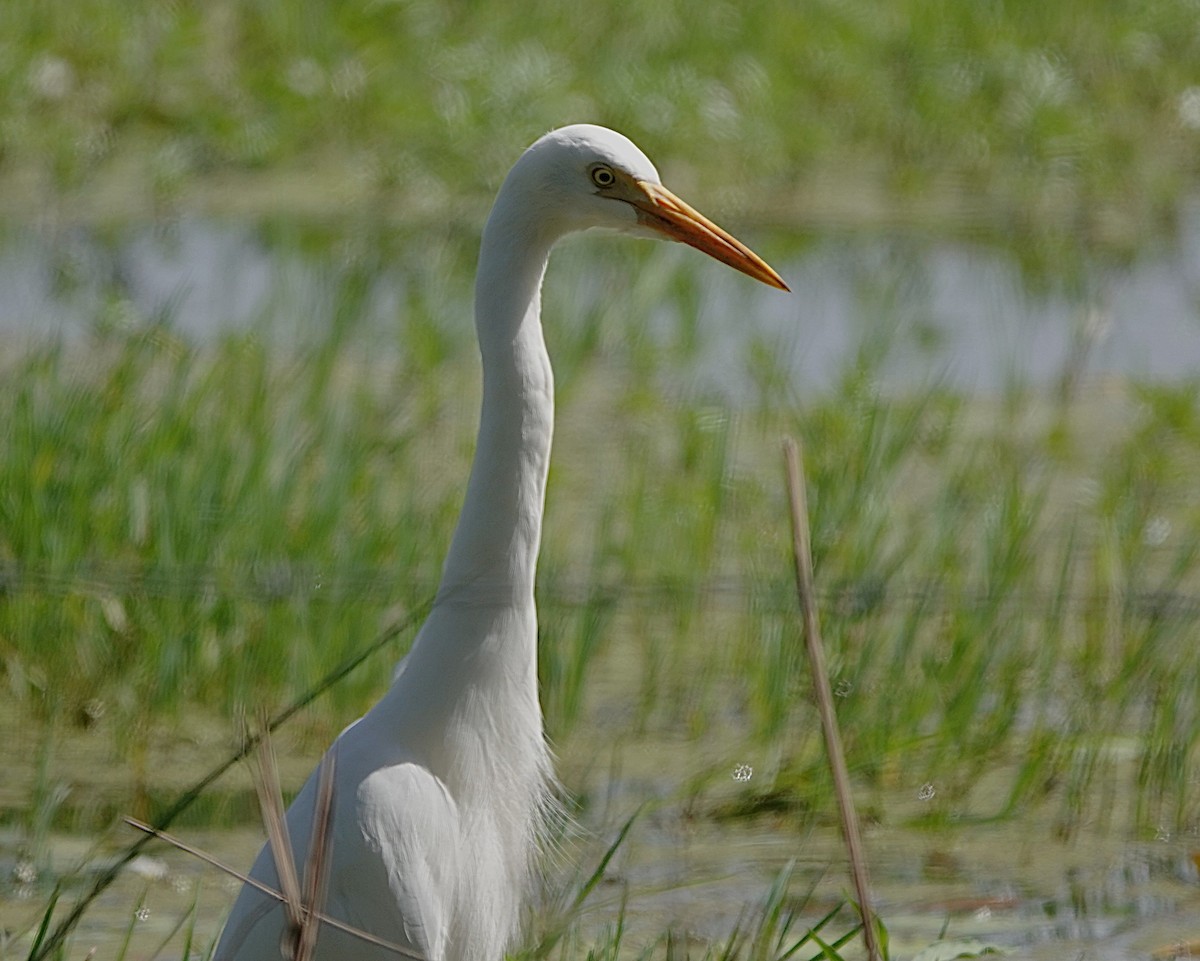 Plumed Egret - ML633838229