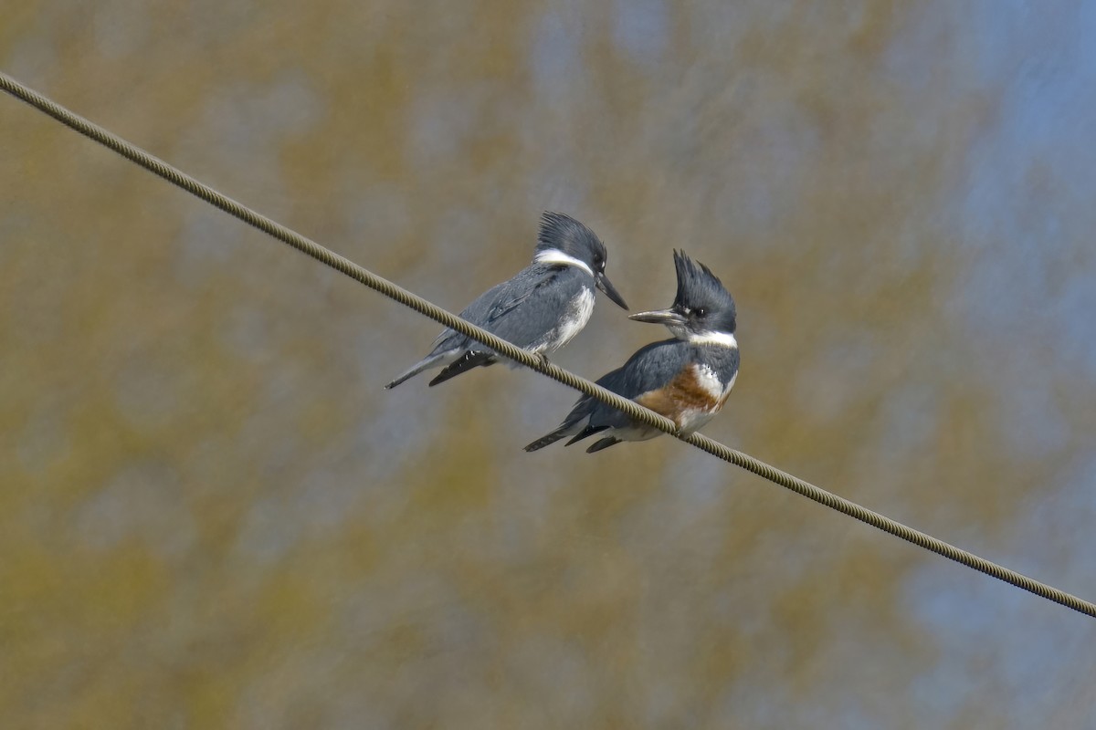 Belted Kingfisher - ML633838240